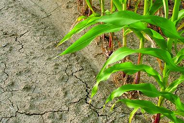 Corn field during a drought