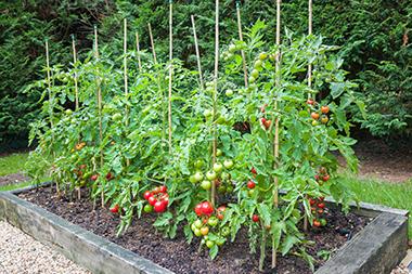 Growing tomatoes in a raised garden bed