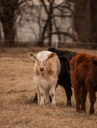 DairyCalf