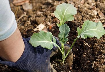 gardener planting seedling