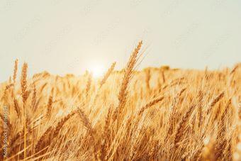 Wheat