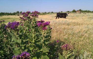 Pasture Weed