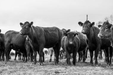 Ag Leasing cows