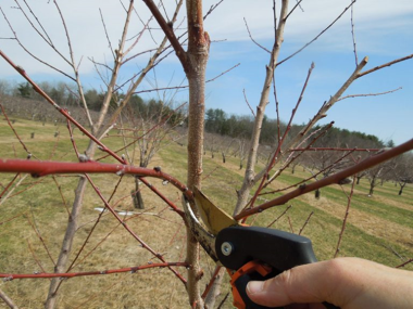 Tree Pruning