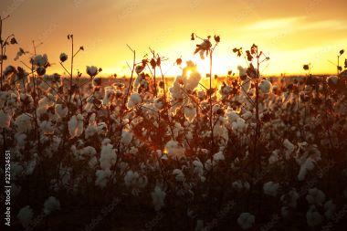 cotton farm