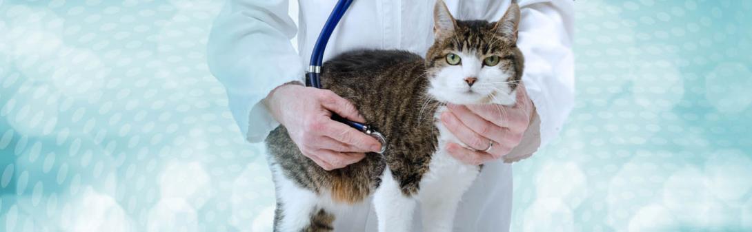 A vet taking a cat's heart rate.