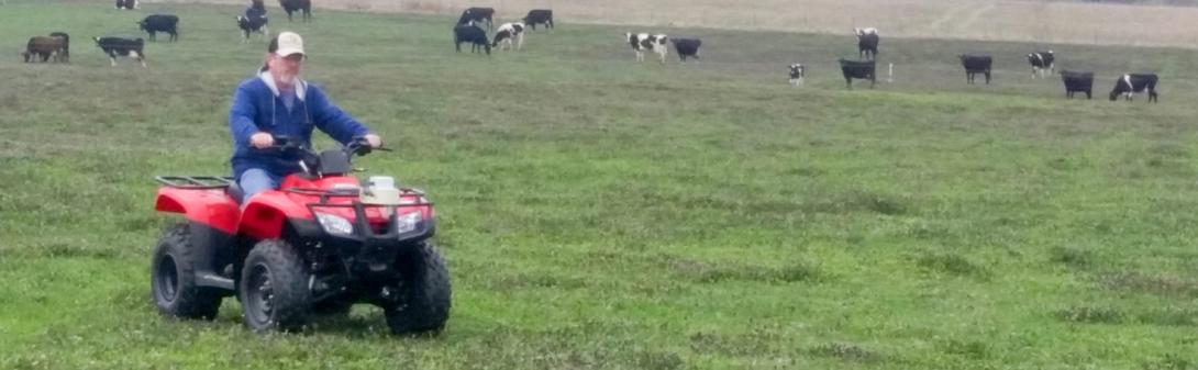 man and cows in cow pasture