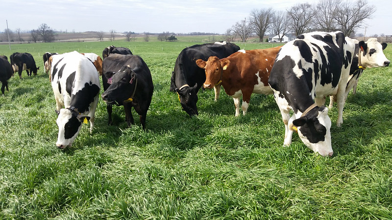 University of Missouri Extension dairy specialist Stacey Hamilton and veterinarian Scott Poock recommend ways to match production with consumer demand for dairy products due to COVID-19. Photo by Linda Geist.