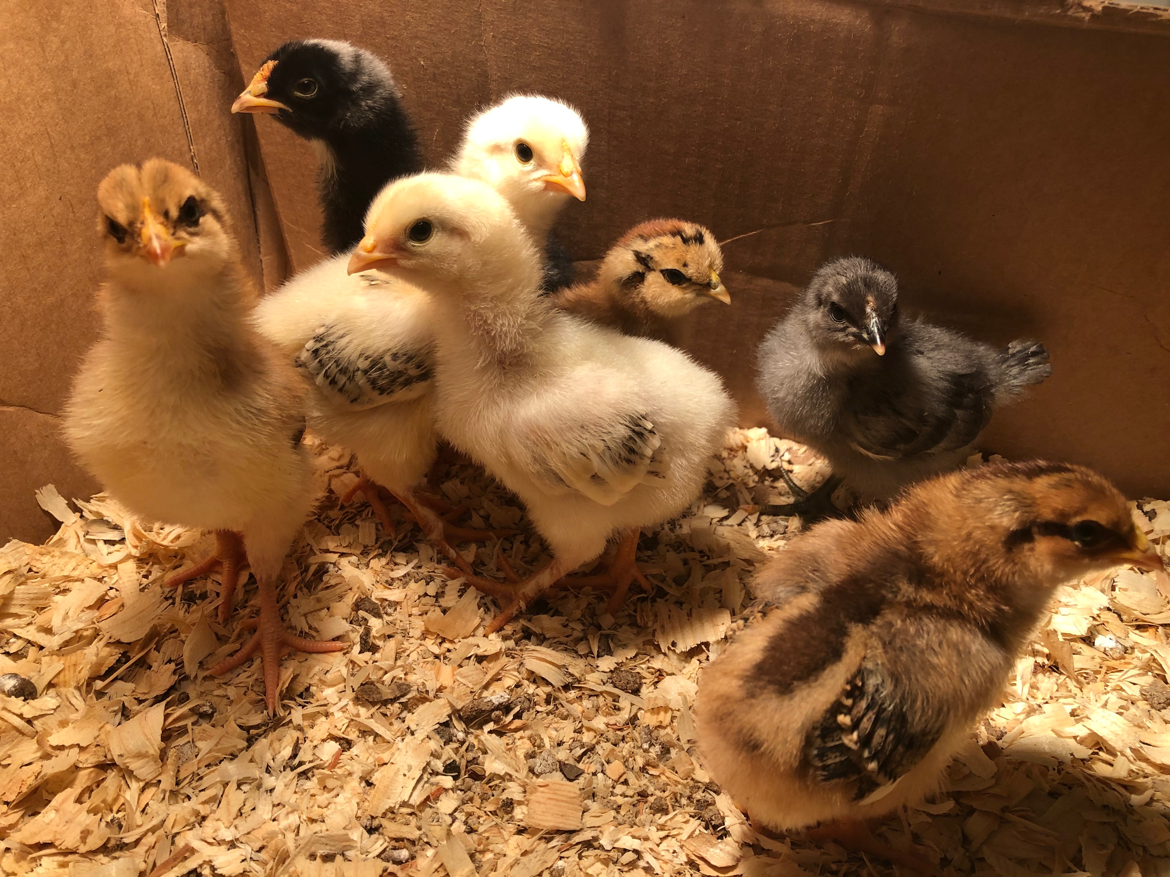 A week-old chick. When schools closed due to COVID-19, volunteers across Missouri were needed to bring home incubators and chicken eggs to continue the Missouri 4-H Embryology in the Classroom project. Photo by Laura Browning.