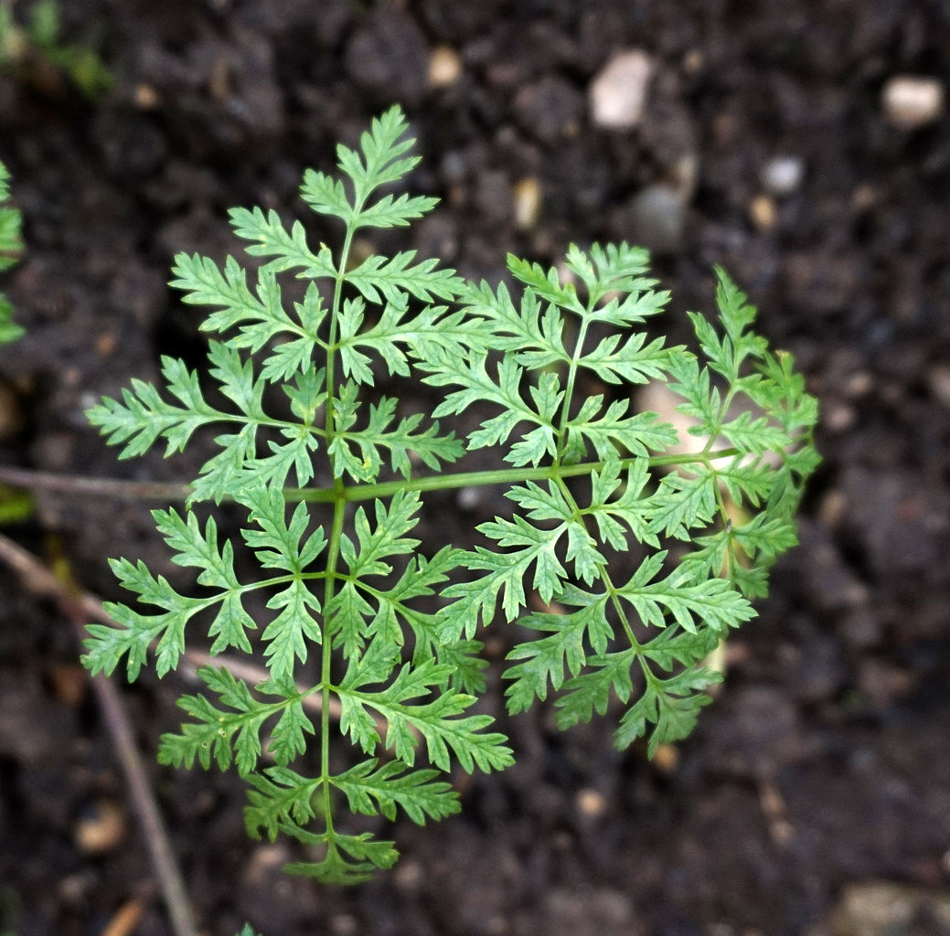 Poison hemlock. Photo by Tiia Monto, CC-BY-SA-3.0.