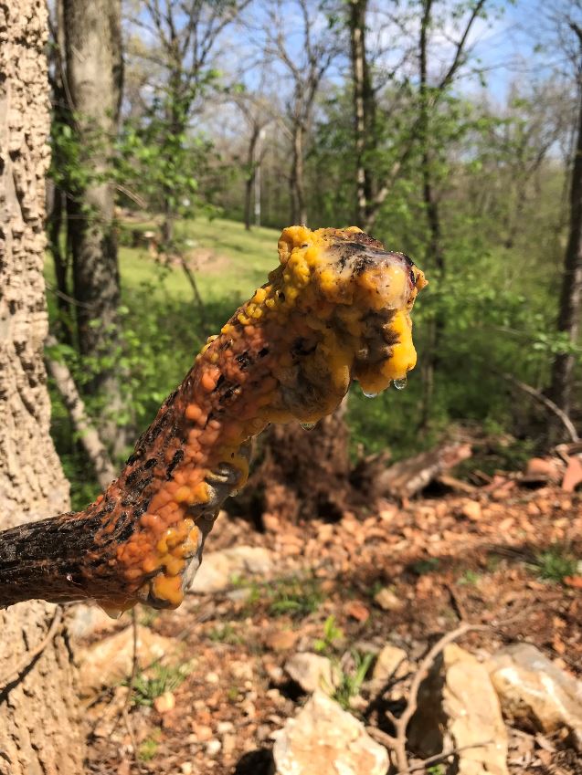 This orange goo is a fungus that can be found growing on trees and other plants.