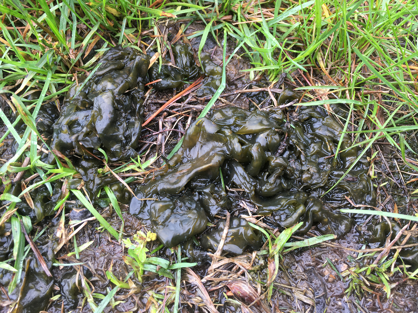 Nostoc, also known as witch's butter, grows during cool, wet conditions. It often appears in bare spots in the lawn. Photo courtesy of Patrick Byers.