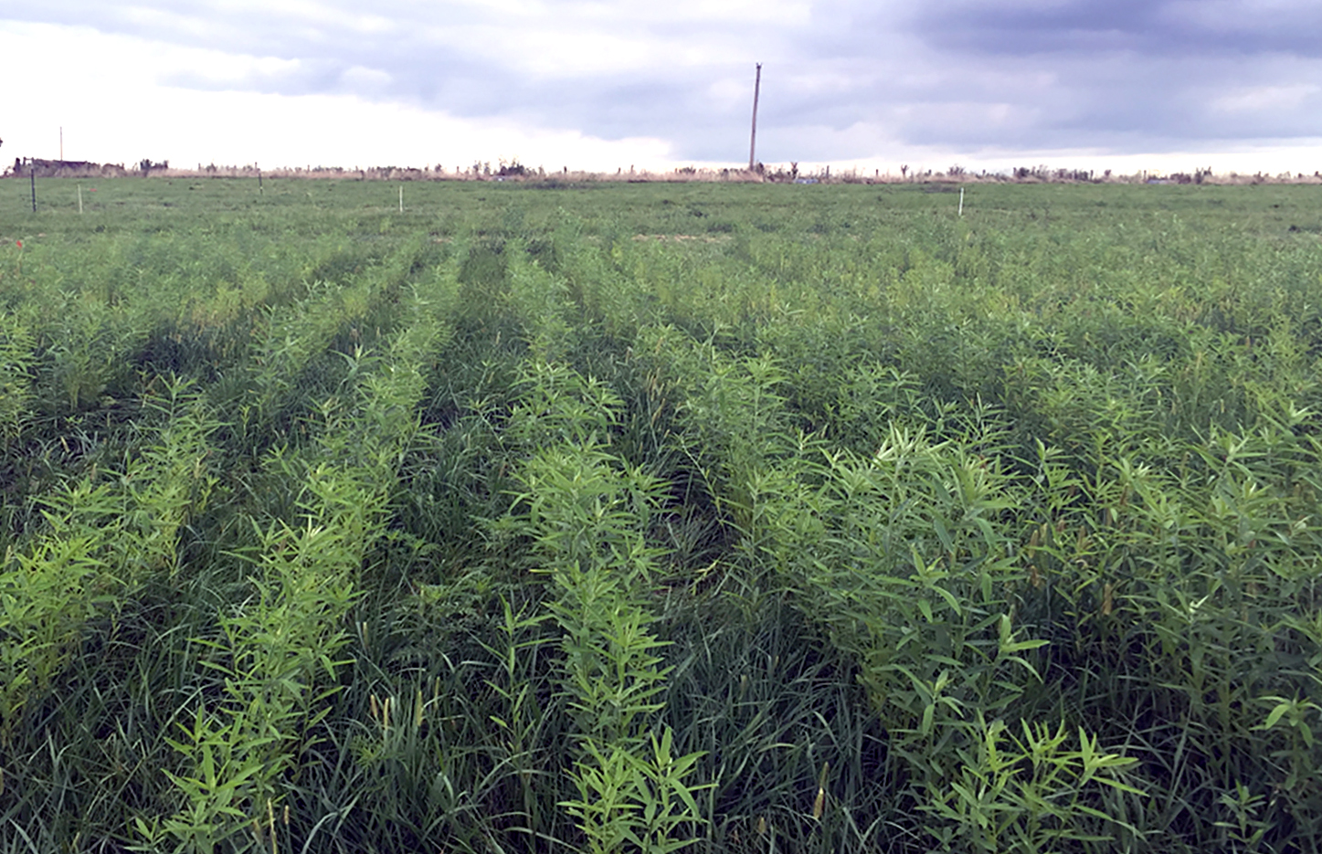 The quick-growing summer annual sunn hemp provides a boost during summer  slump in rotational grazing systems. Photo courtesy Harley Naumann.