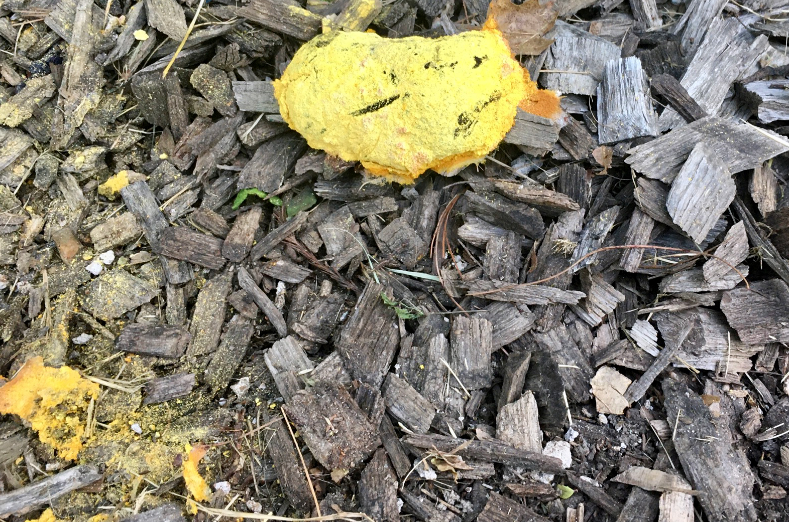 When it first appears, Fuligo septica looks like scrambled eggs. As it dries, it gradually  turns brown and takes on an appearance that has prompted the nickname 'dog vomit slime mold.' Photo by Curt Wohleber, MU Extension.