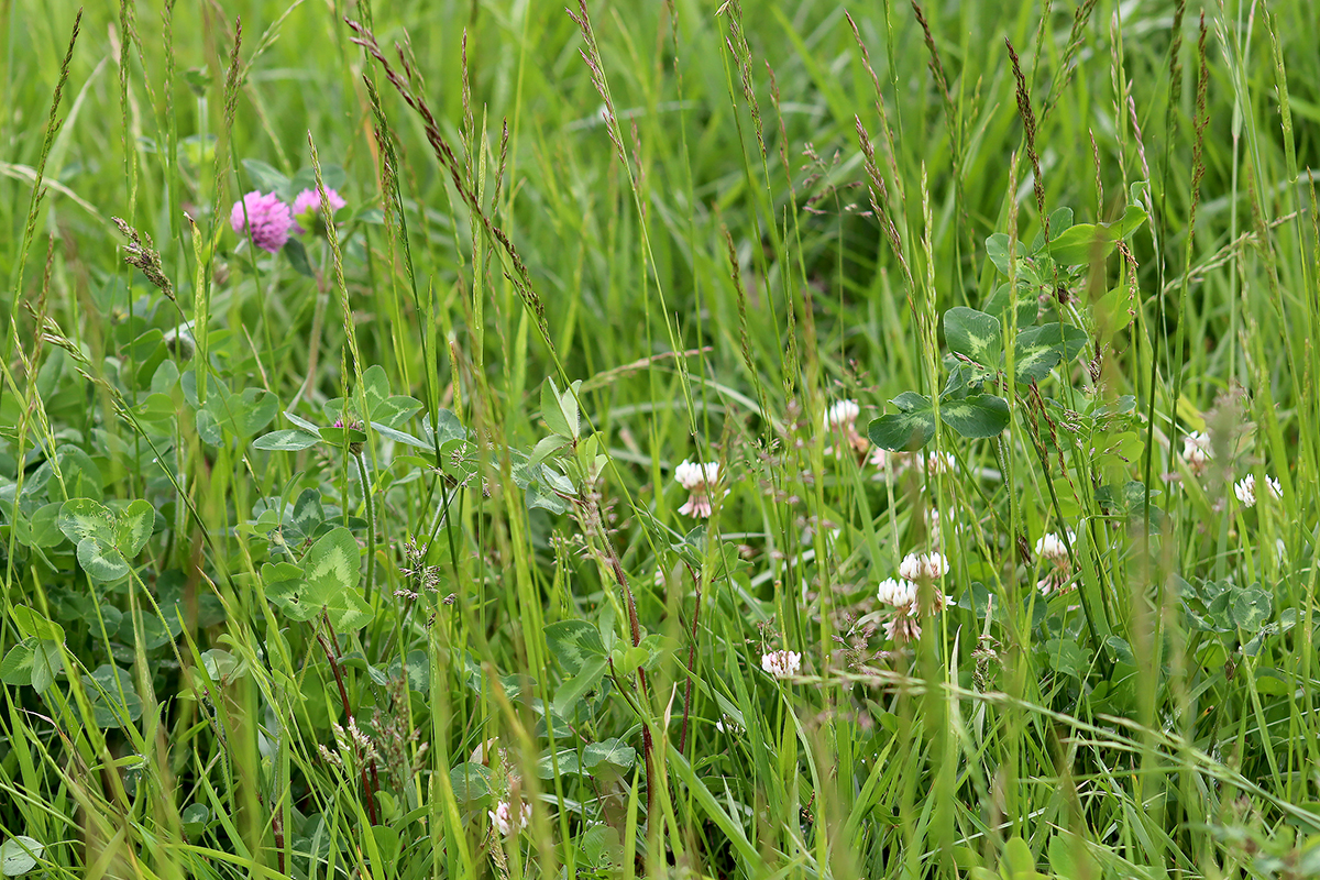 Broadcast legumes when there is snow or frost on the ground to improve pasture quality and profits, says Craig Roberts, University of Missouri Extension state forage specialist. Photo by Linda Geist.