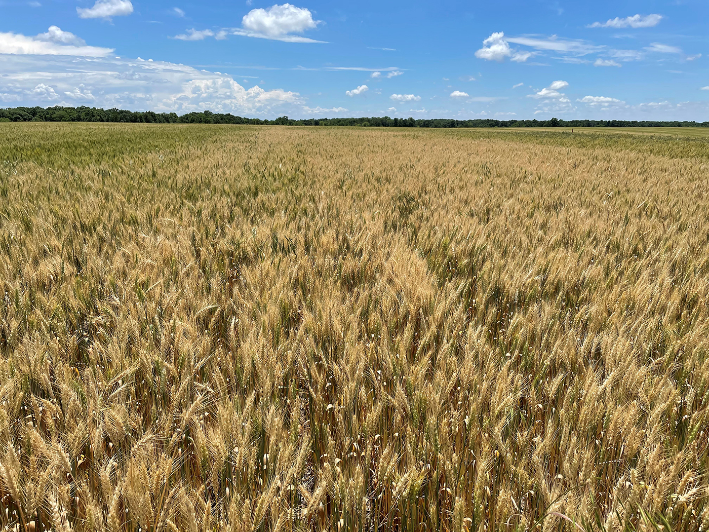 Wheat field with symptoms of root rot. Blank heads and early maturing plants in patches appear. Photo by Kaitlyn Bissonnette.