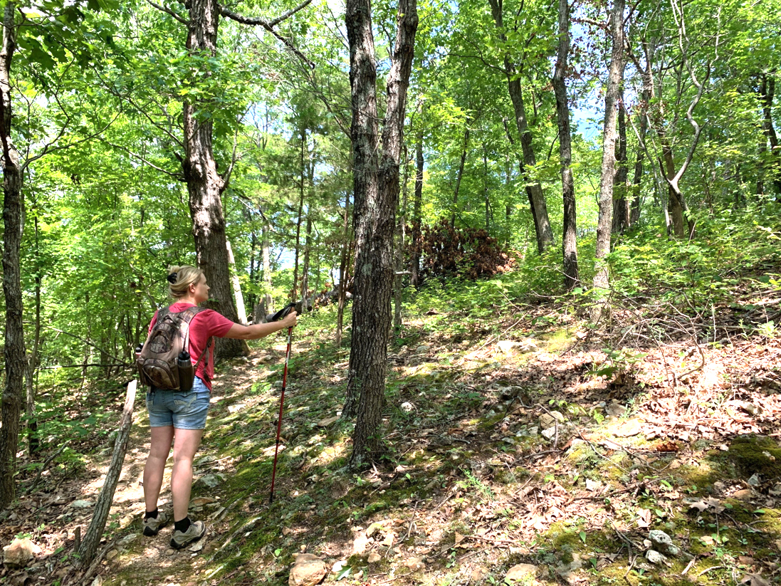 MU Extension horticulturist Kelly McGowan places host plants for the Ozark woodland swallowtail in hope of drawing the butterflies so their presence can be recorded. Photo courtesy of Kelly McGowan.