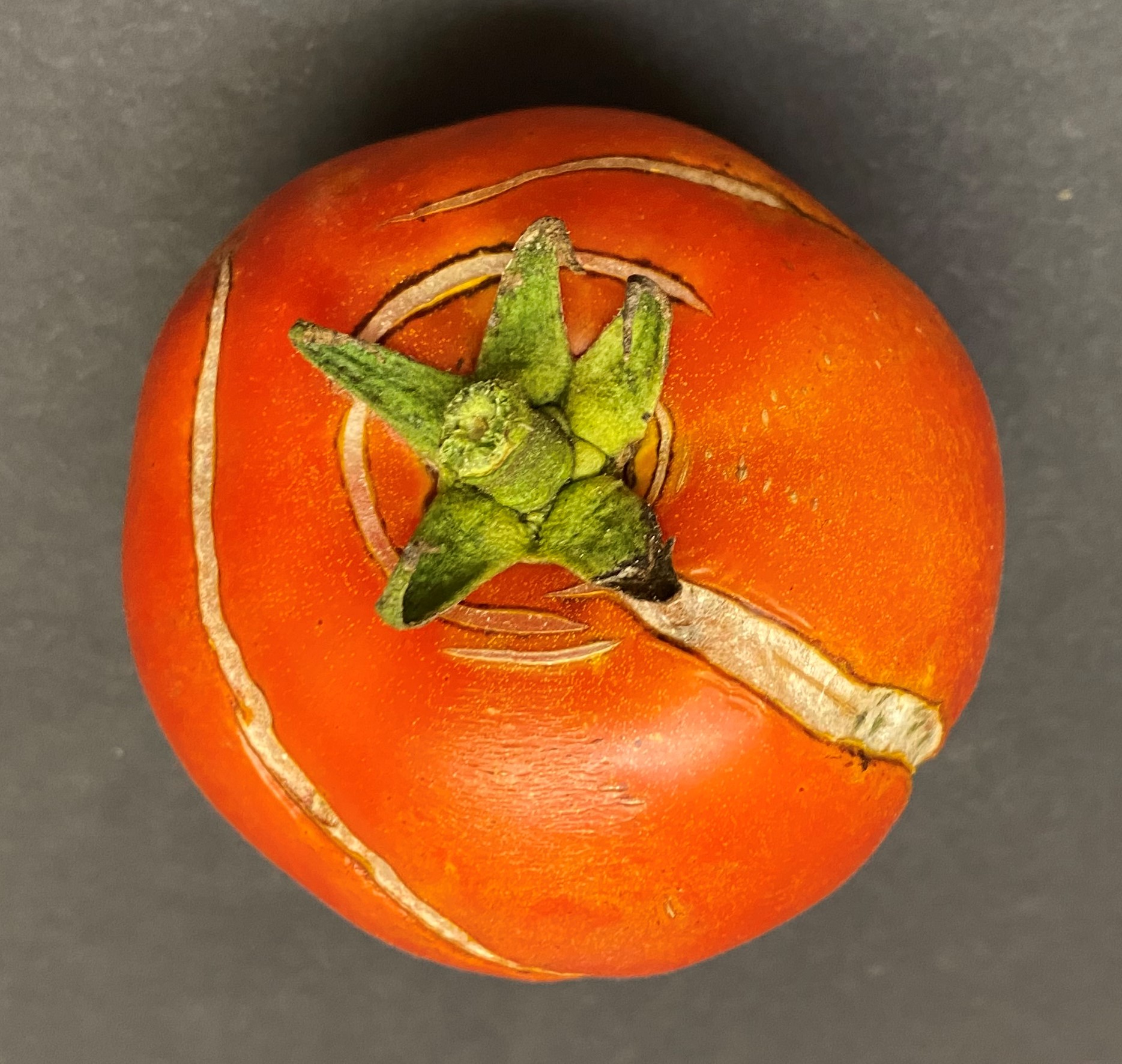 Concentric cracking on a Primo Red tomato left on the vine too long.