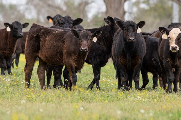 Producers can reduce stress on calves by weaning them while they are  still on the farm. Calves with less stress have fewer diseases and lower  morbidity when they go to the feedlot. Photo courtesy of Eric Bailey.