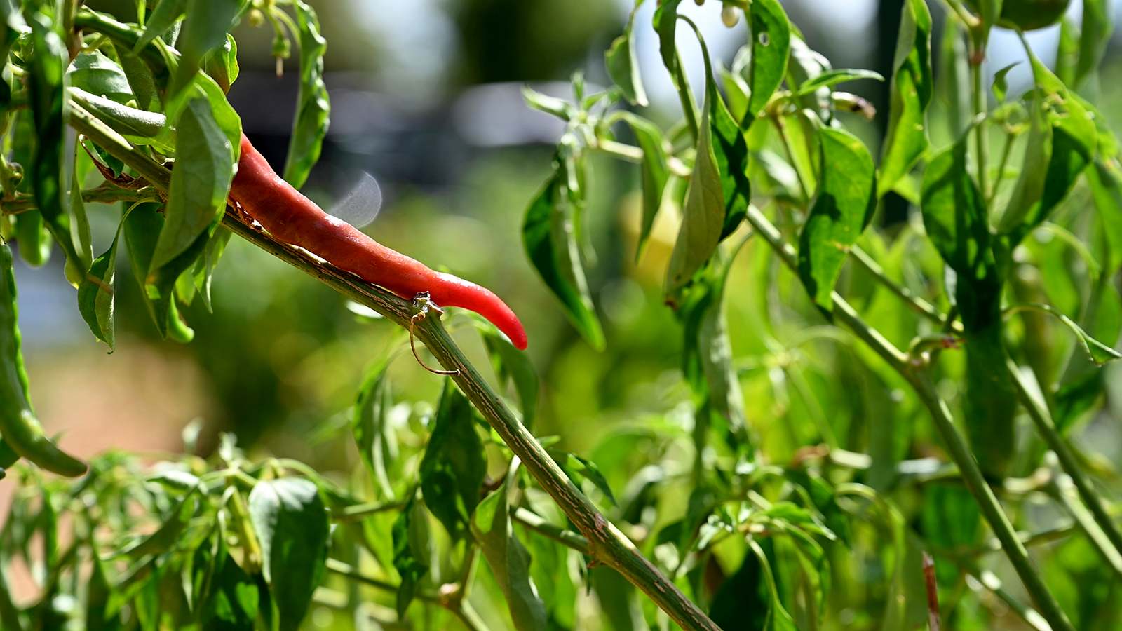 What was once a rocky hillside plot in Noel, Mo., is now a flourishing community garden.