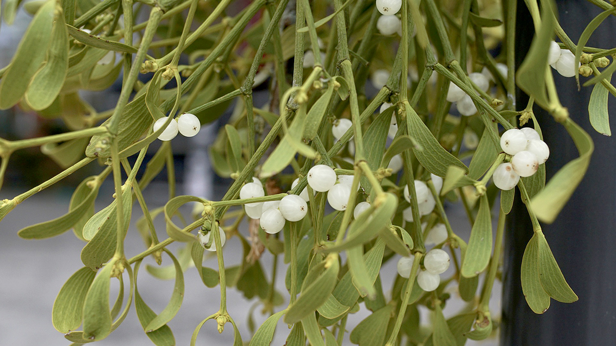 Mistletoe. Pixabay.com.