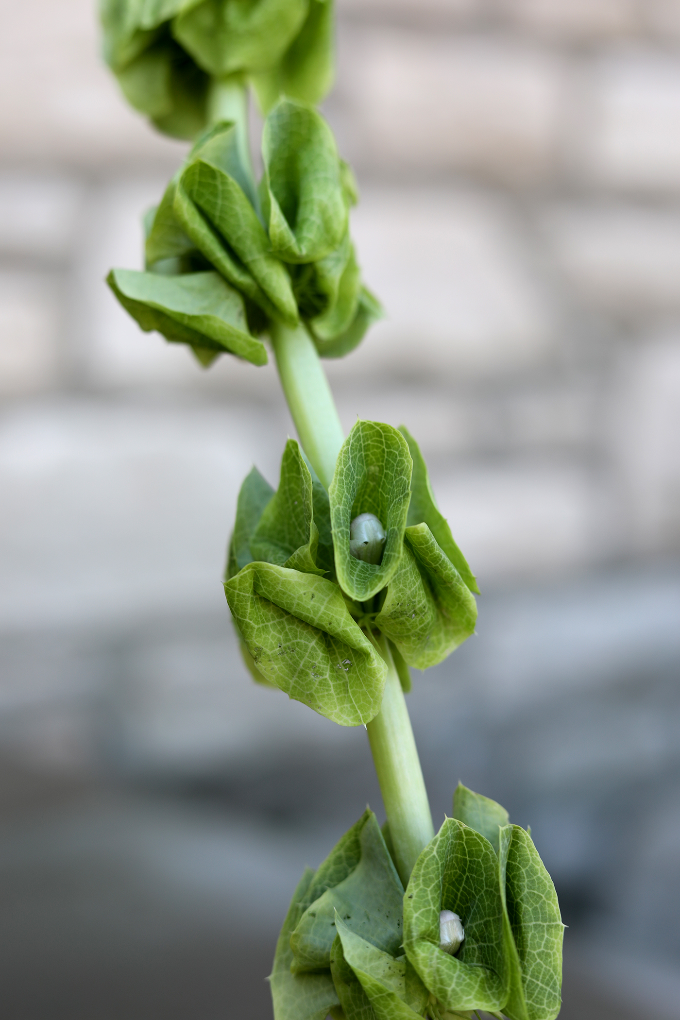 Bells of Ireland. Photo by Margaret Straw.