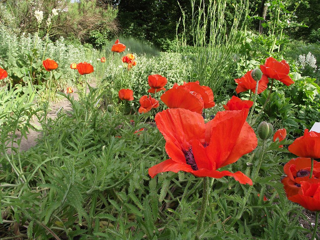 	Oriental poppies. Rillke, CC BY-SA 3.0 (http://creativecommons.org/licenses/by-sa/3.0/), via Wikimedia Commons.