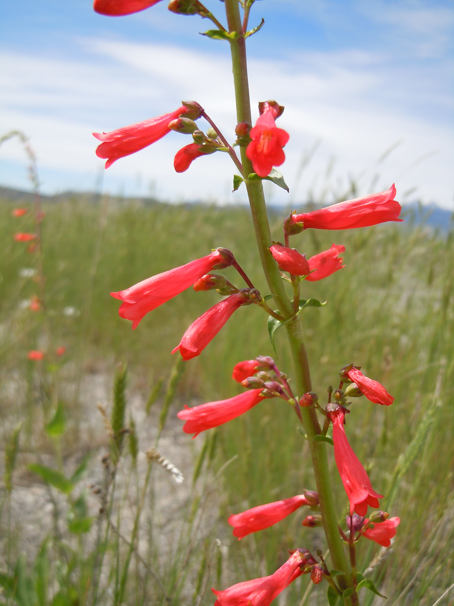 Brilliant, red tubular flowers on a firecracker penstemon plant. Photo by Matt Lavin. Shared under a Creative Commons (BY-SA) license. https://flic.kr/p/8QA2Bd