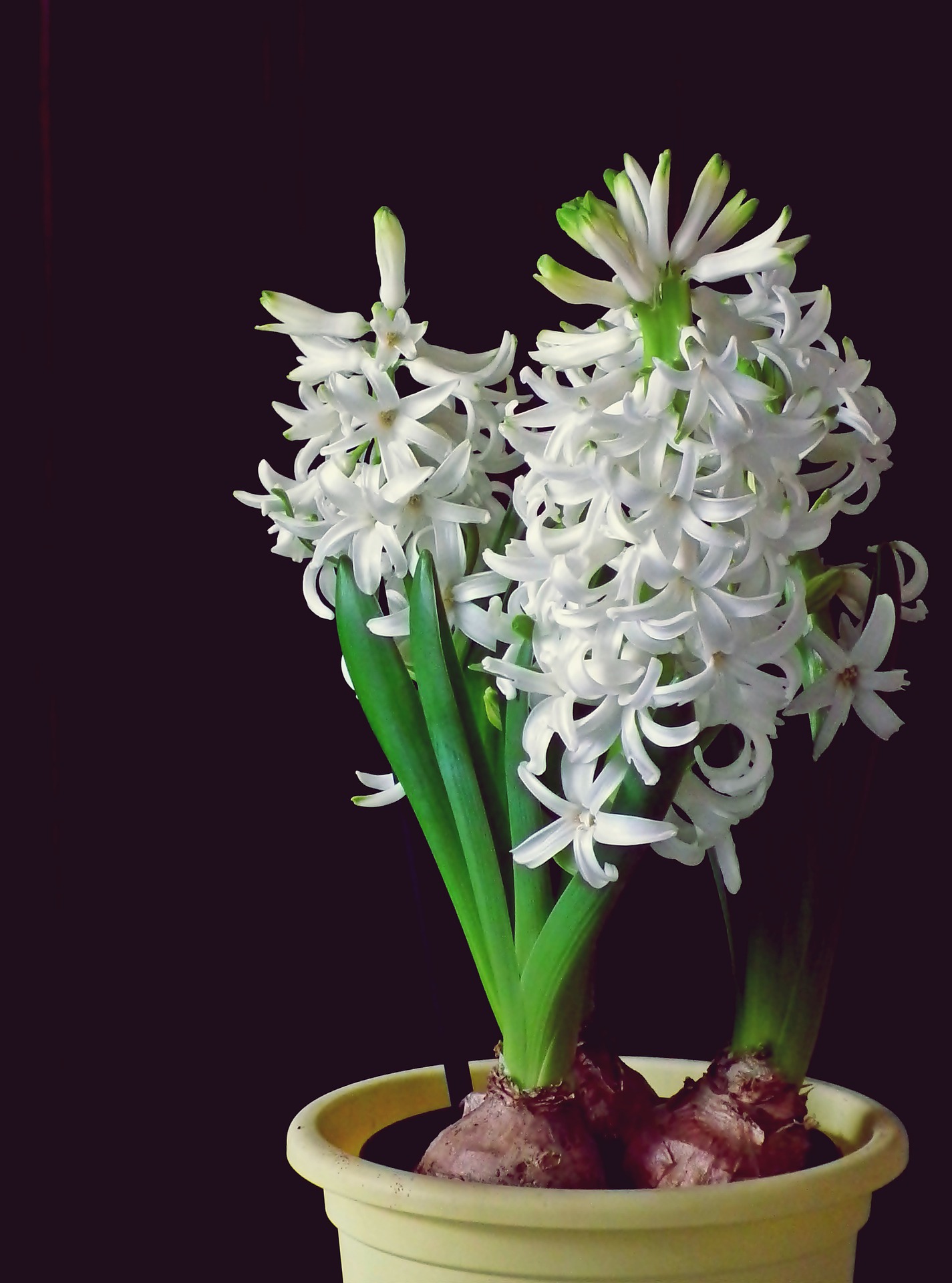 Hyacinth. Photo by Teodor via pixabay.com.