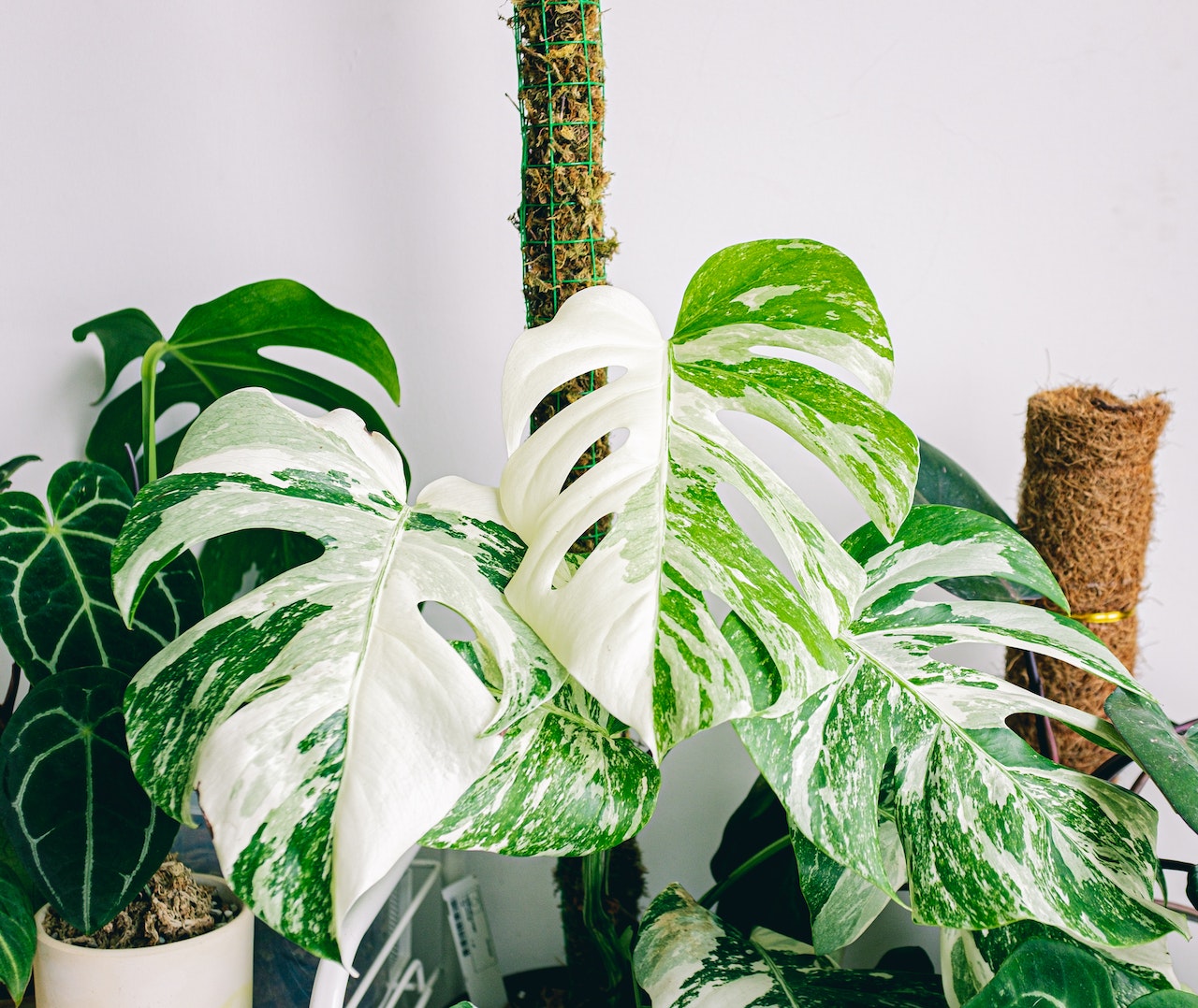 Variegated monstera plant. Photo by Huy Phan, via Pexels.com.