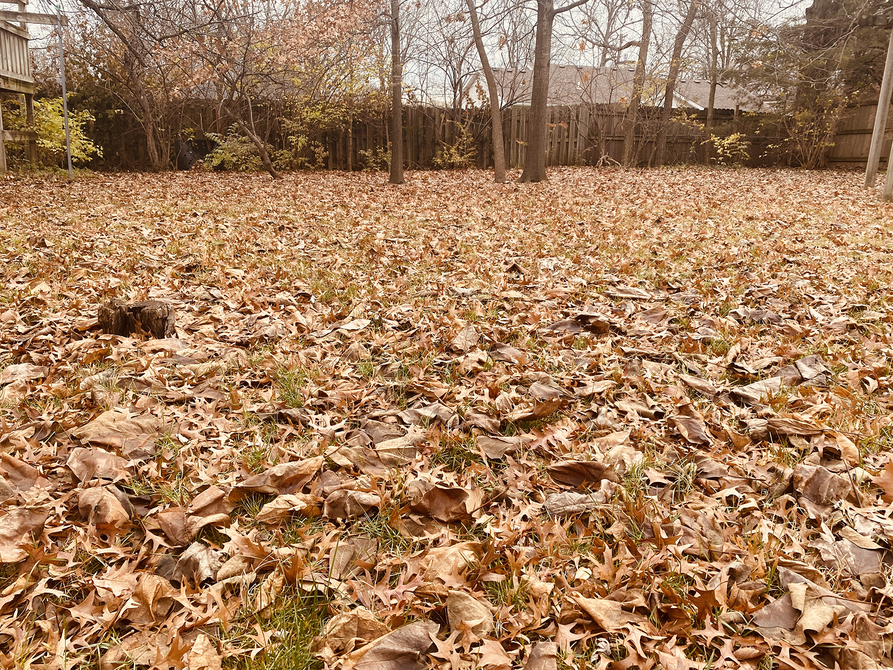 What to do with all those leaves? MU Extension horticulturist Manoj Chhetri has tips. MU Extension photo.