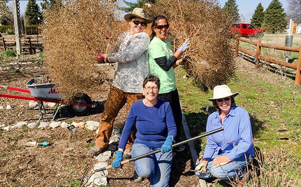 A group of four women cleaning up landscaping.