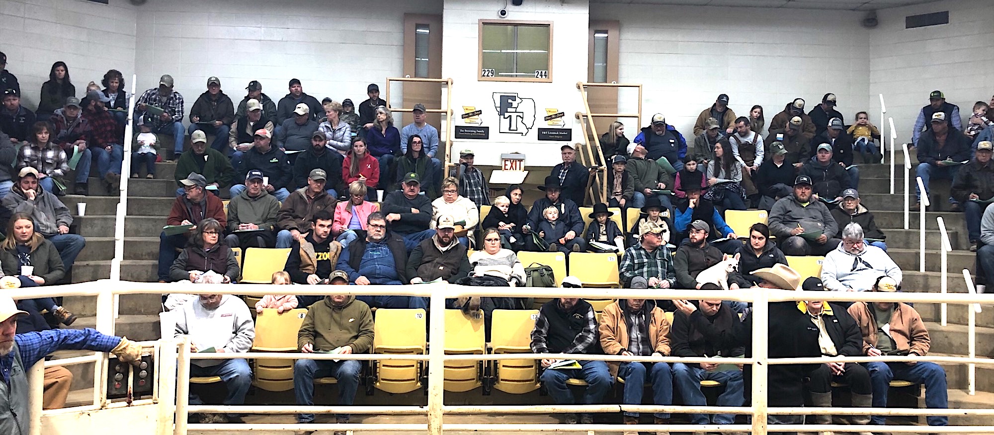 Interest in Show-Me-Select heifers was strong at 2022 sales. Sales totaled $682,050 in the final SMS sale of the year at F&T Livestock in Palmyra. Photo courtesy of Daniel Mallory.