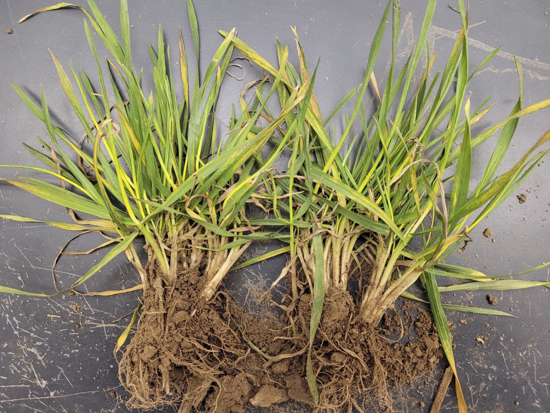 This wheat sample shows symptoms of wheat spindle streak mosaic virus. Yellow lesions run parallel to the leaf veins, leaving spindle-shaped markings on some leaves. Photo by Peng Tian.