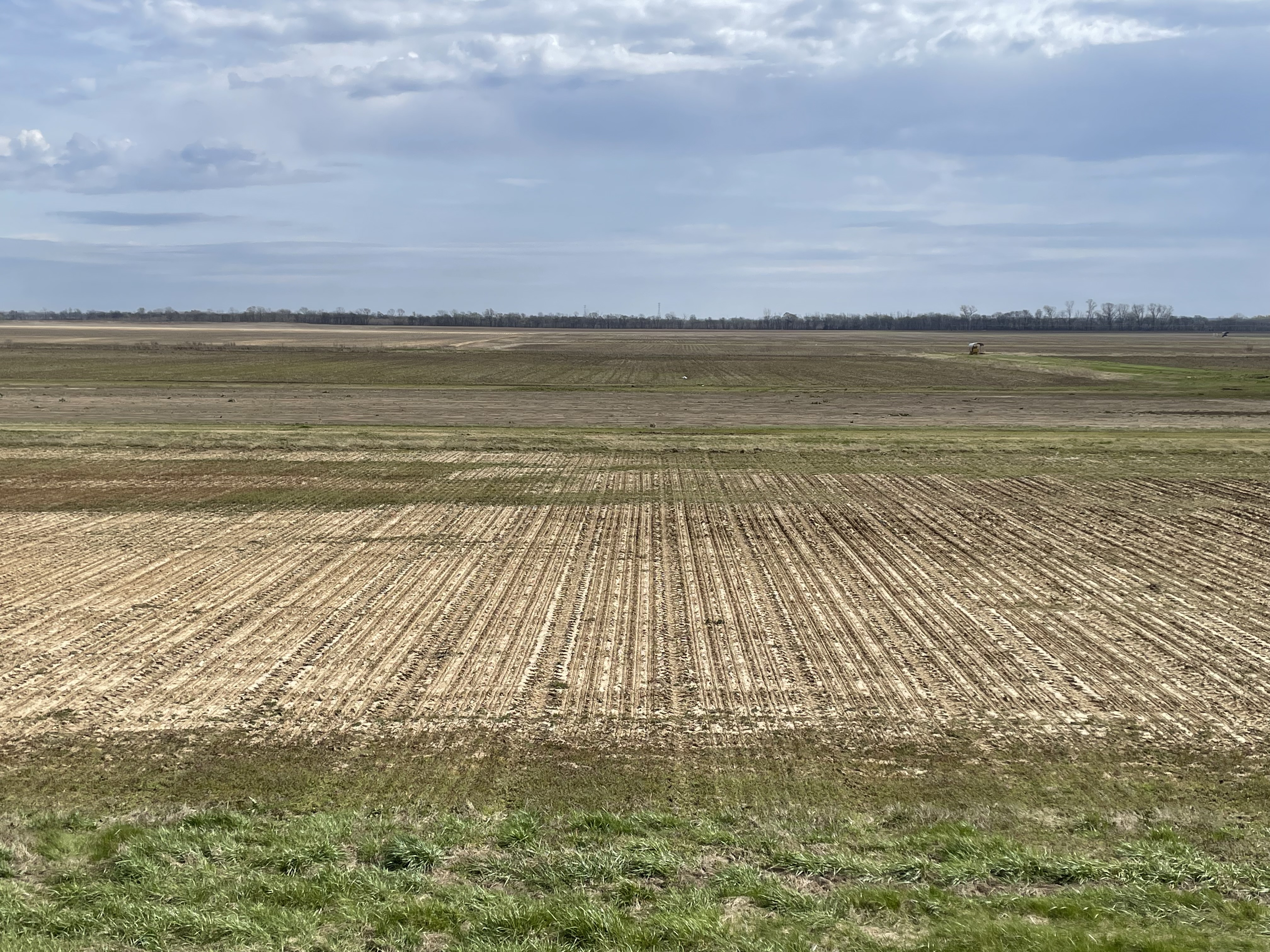 Rice field planted March 16 for cultivar and seeding rate trials at Lee Farm at the MU Delta Research Center, Portageville, Mo.