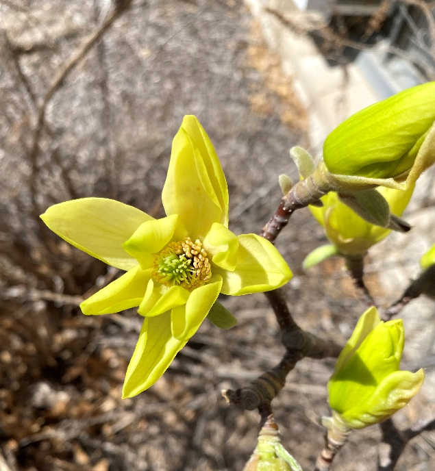 Bright yellow flowers grace a "Butterflies" magnolia shrub. Photo  by Michele Warmund.