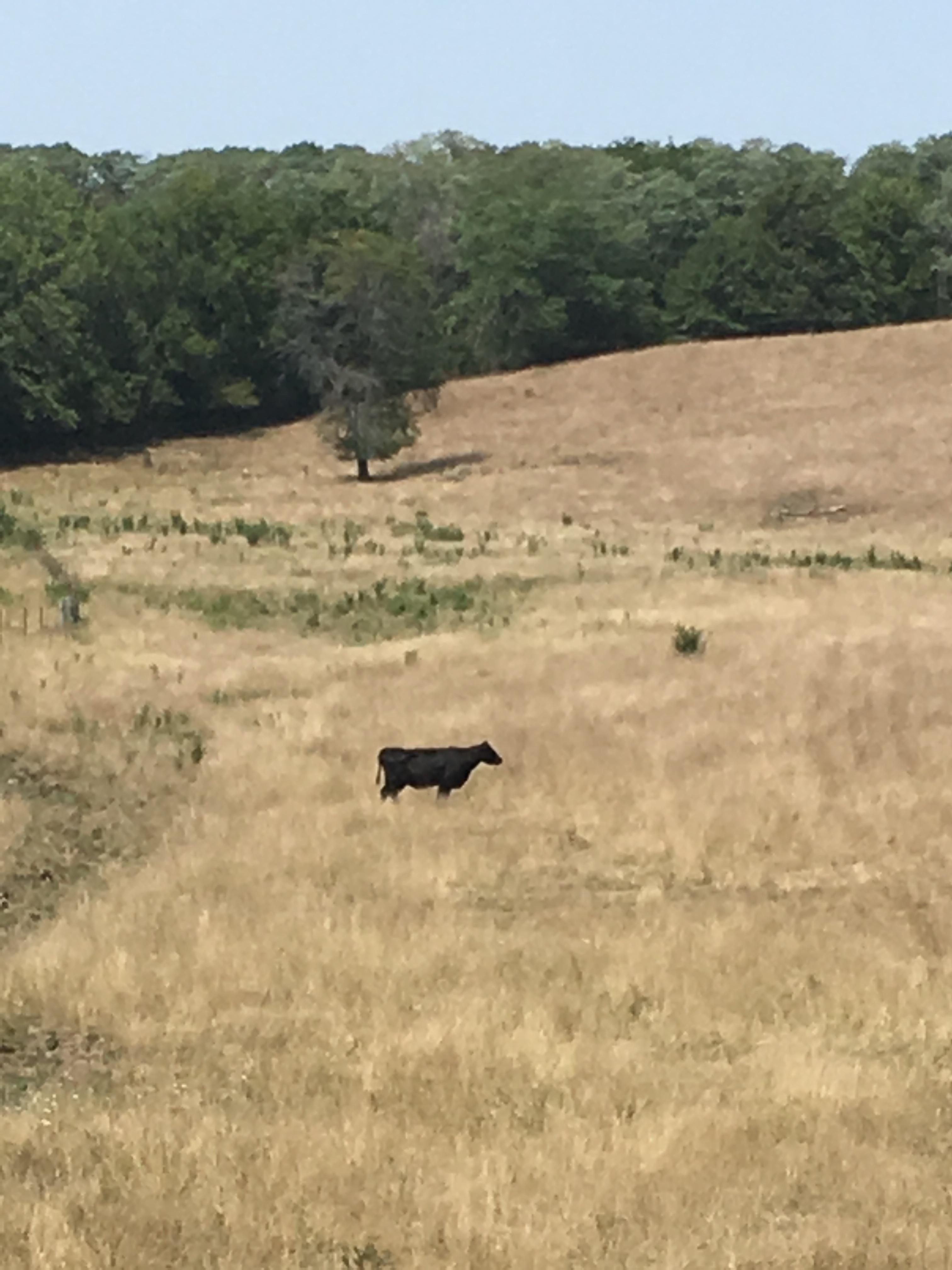 University of Missouri Extension specialists urge producers to closely watch cattle that graze pastures containing Johnson grass and other sorghum species. Photo courtesy of Tim Evans.