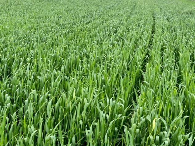 Wheat field.