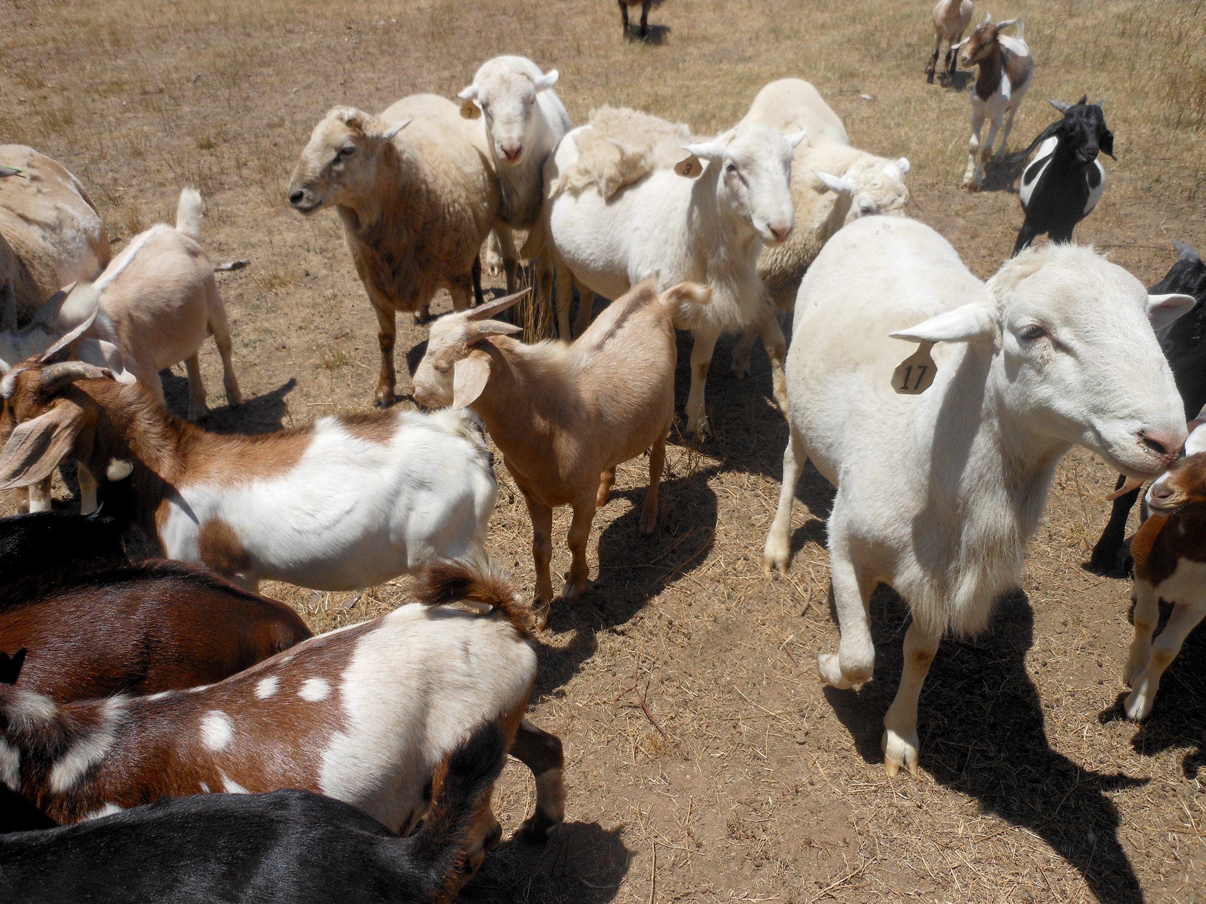 Sheep and goats in Missouri. Photo by David Brown.