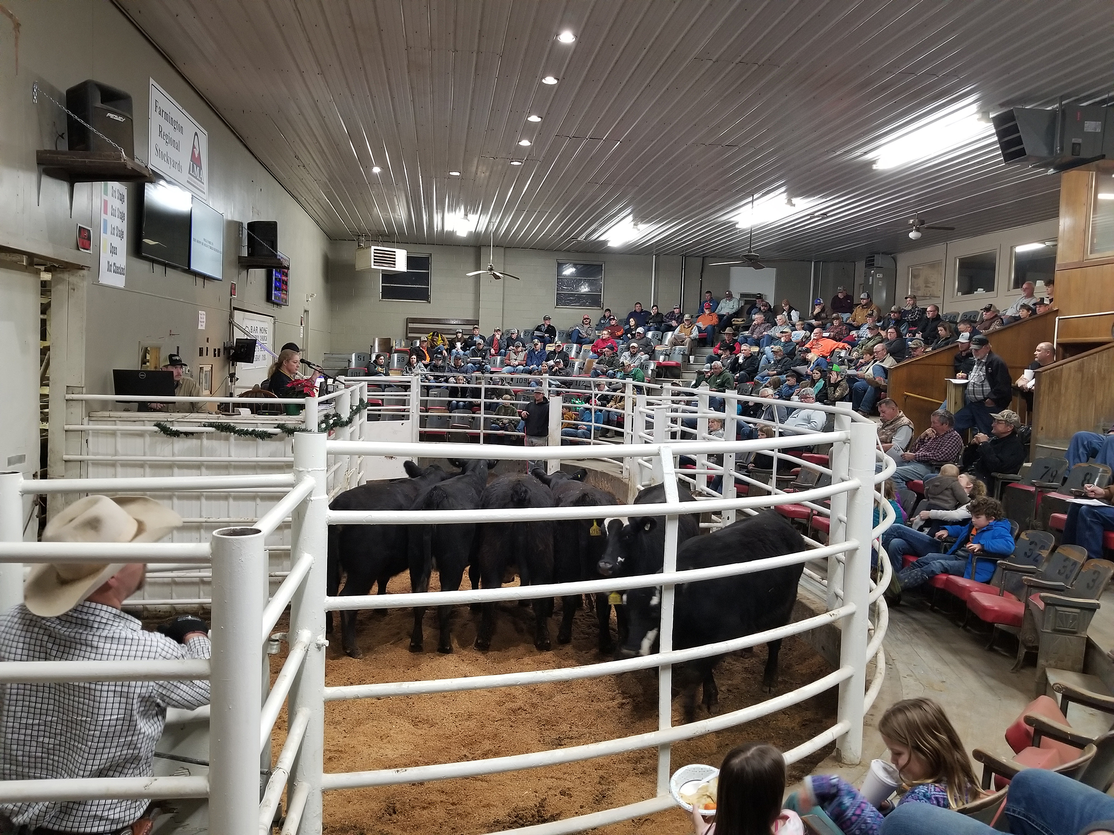 A set of six heifers consigned by Greg Tharp of Naylor, Mo., selling at the Show-Me-Select heifer sale at Farmington Regional Stockyards in 2022.