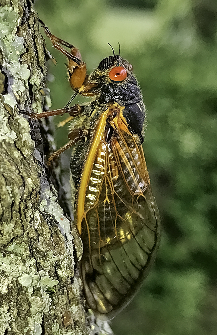 Known for their red eyes, cicada eyes actually can be several colors, but not green. Photo courtesy of Gene Kritsky, Mount St. Joseph University.