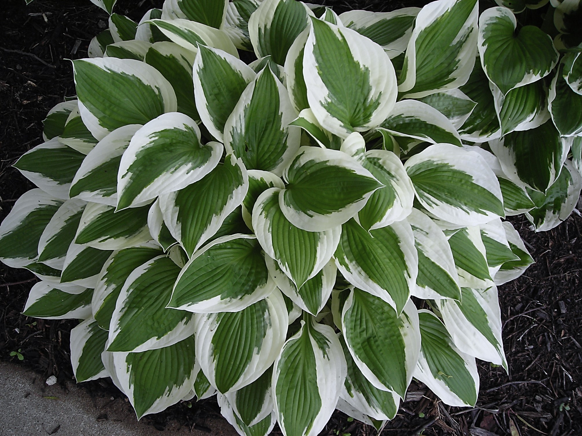 Hostas