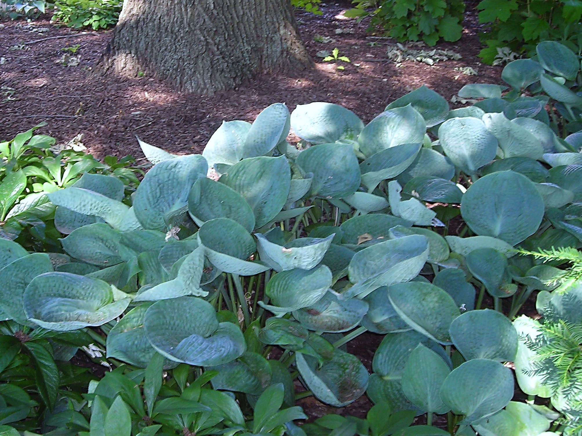 Hostas