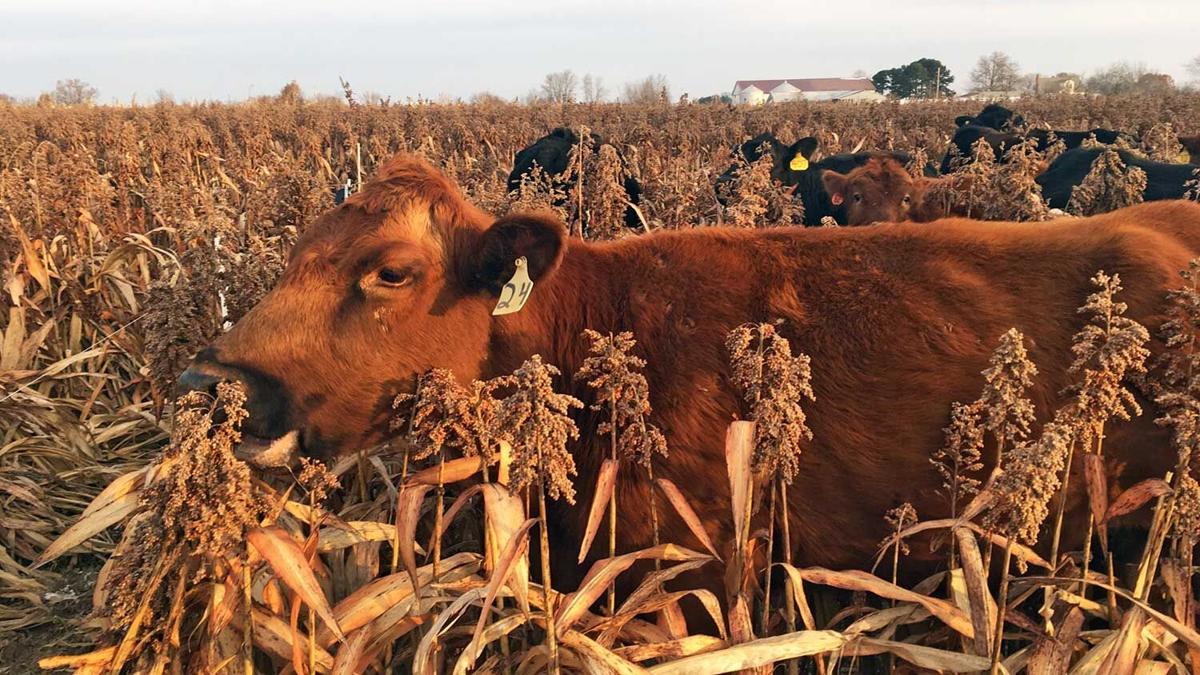 Milo grazing