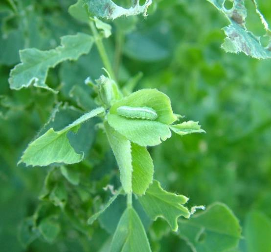 alfalfa weevil larva