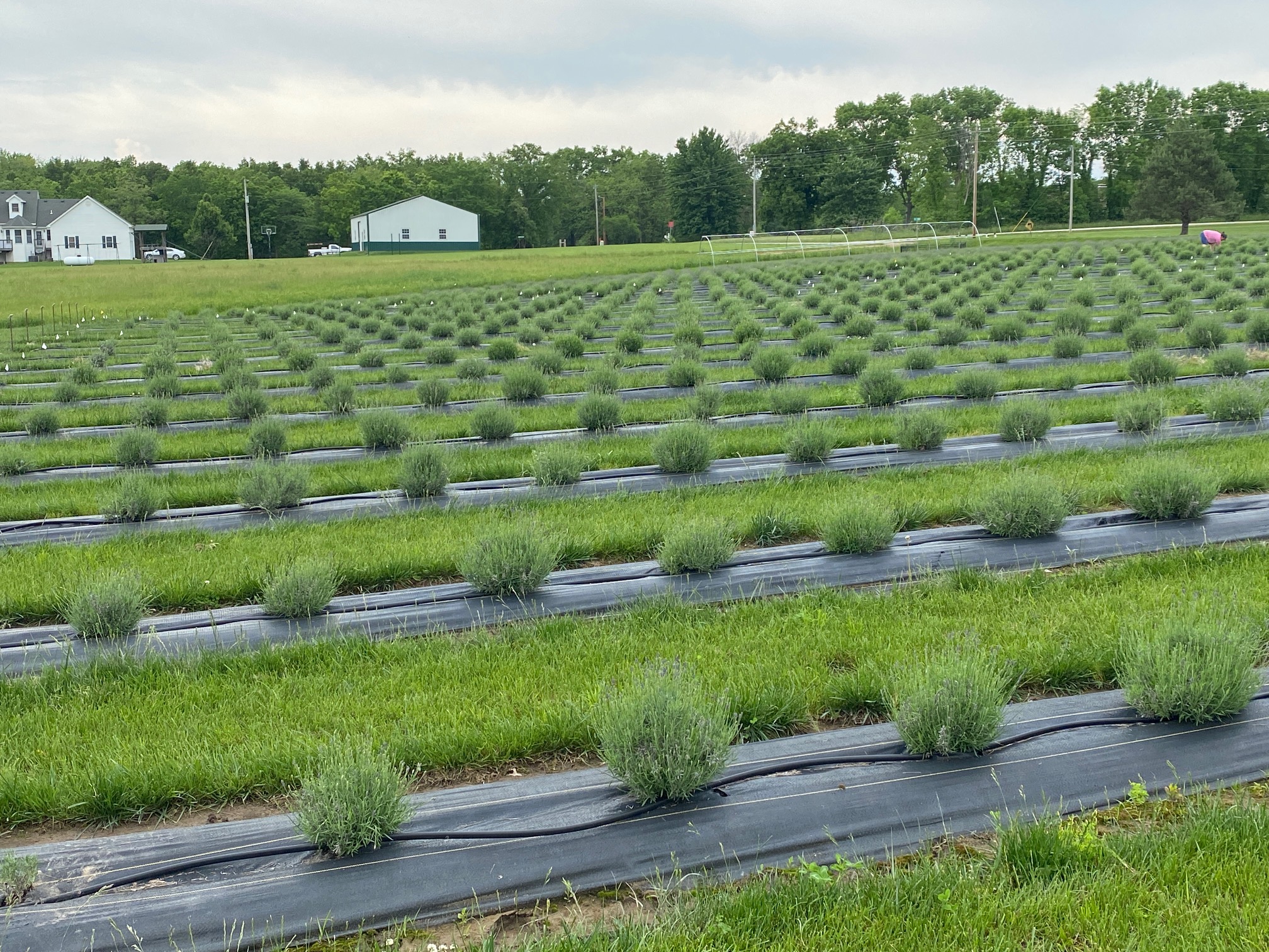 Missourians are showing increasing interest in growing lavender, which provides income opportunities for small-acreage farmers and those interested in value-added products. Photo courtesy of Jennifer Schutter.