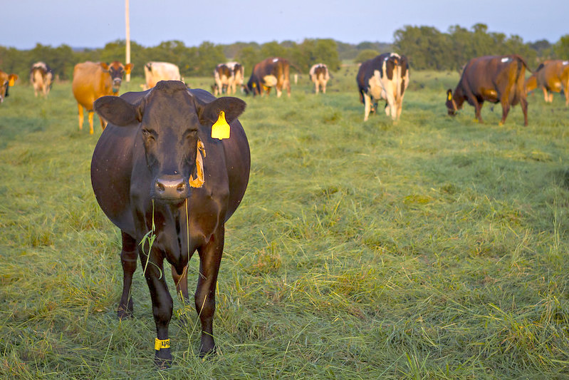 File photo, MU College of Agriculture, Food and Natural Resources.