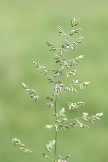 Kentucky bluegrass is one of the first grasses to produce a seedhead in the spring. MU Plant Sciences photo.