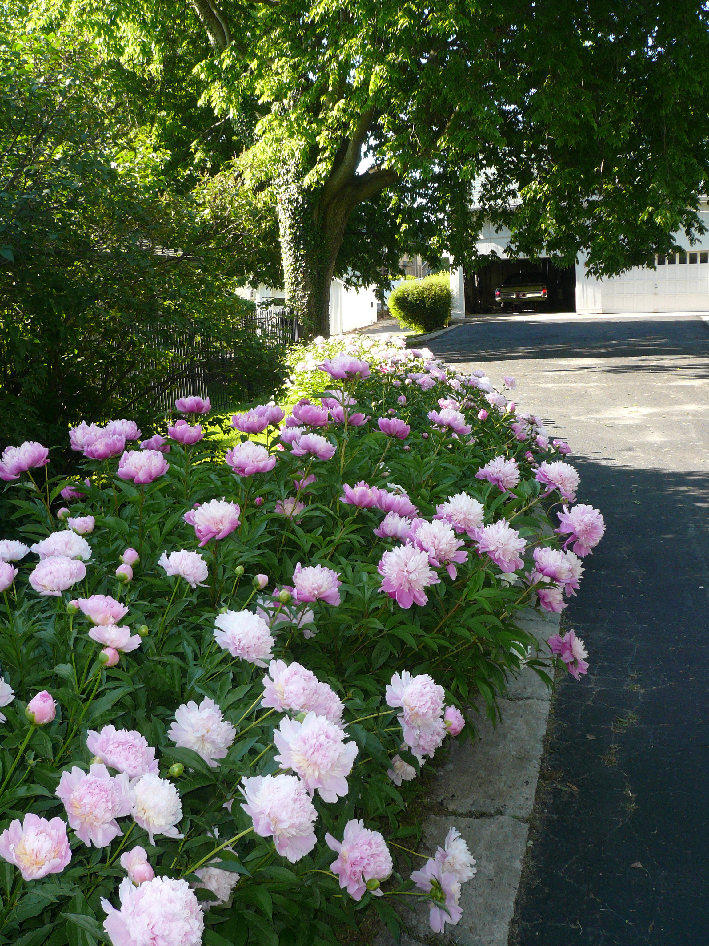 Peonies at the Harry S Truman National Historic Site. National Park Service photo.