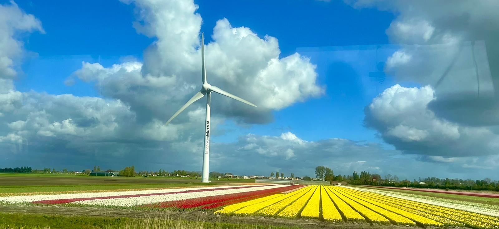 Tulip field and windmill as seen on tour of Keukenhof. Photo by Debi Kelly.